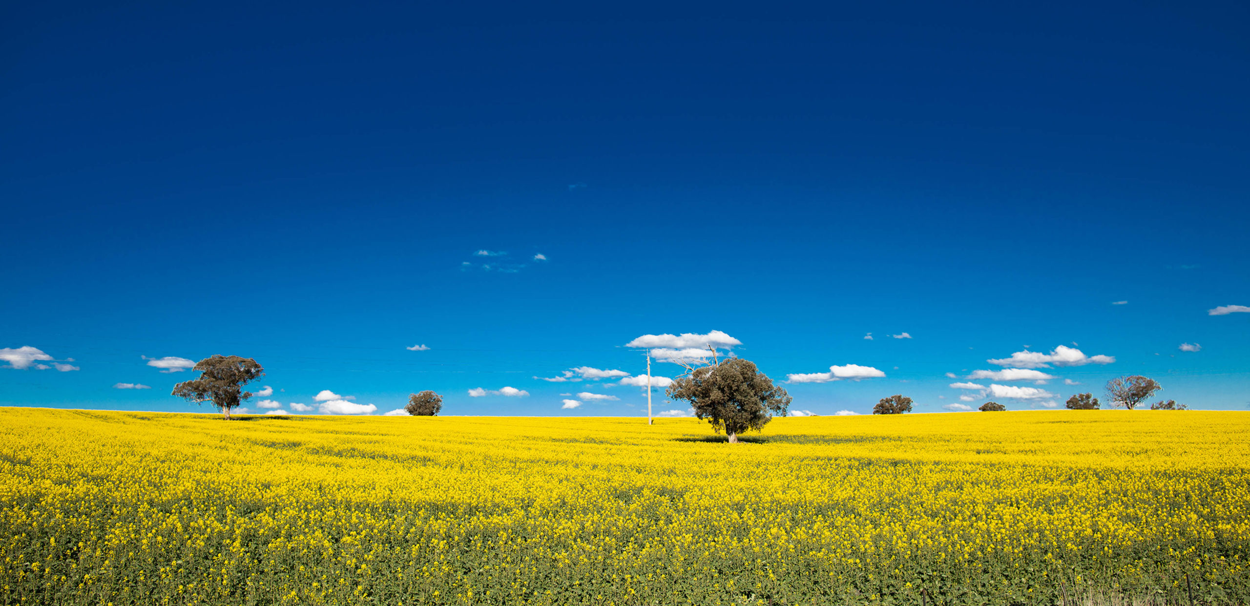 Canola fields outside of Junee towards Wagga Wagga, New South Wales.
