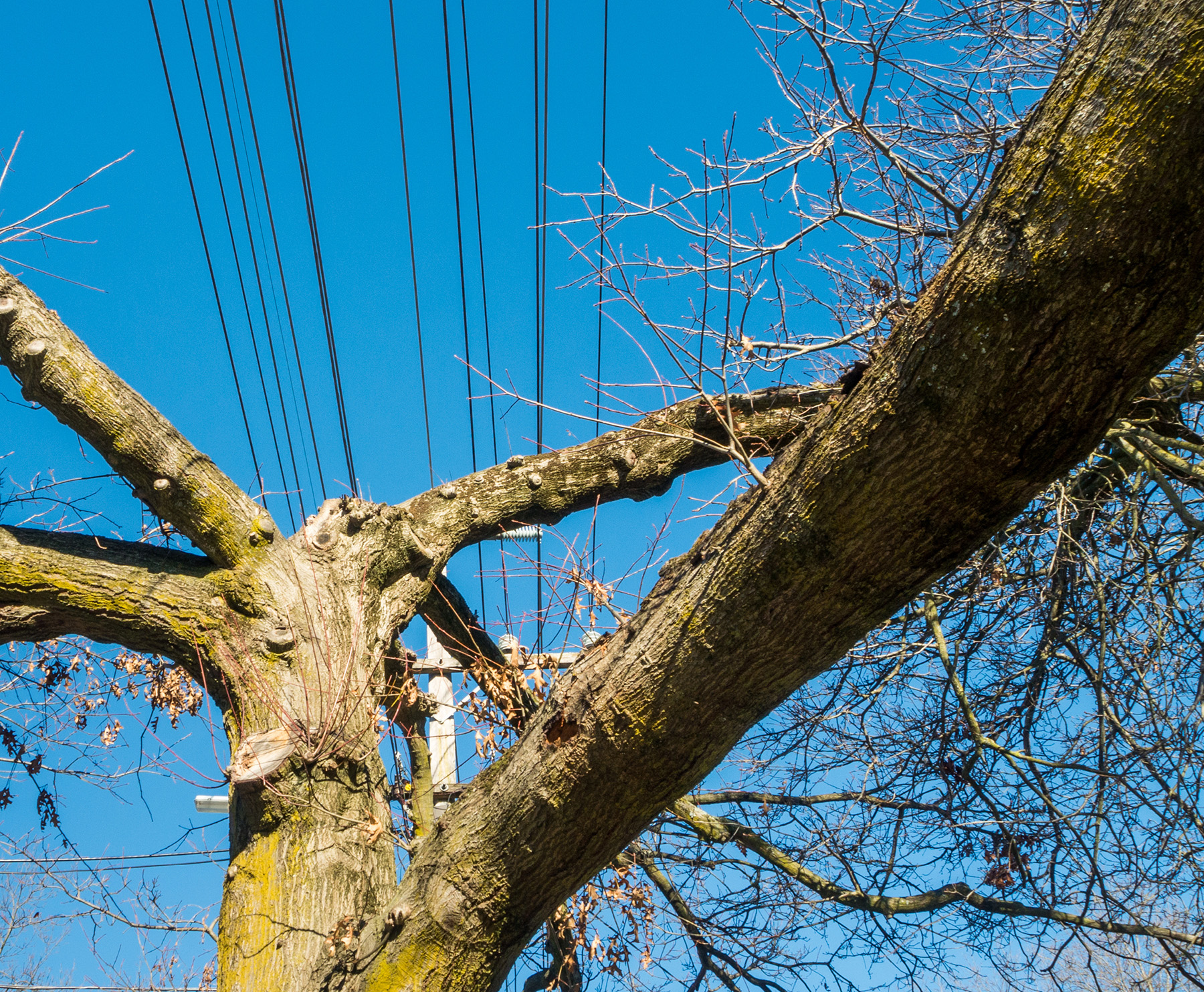 Overhead electrical wires running close to a large tree