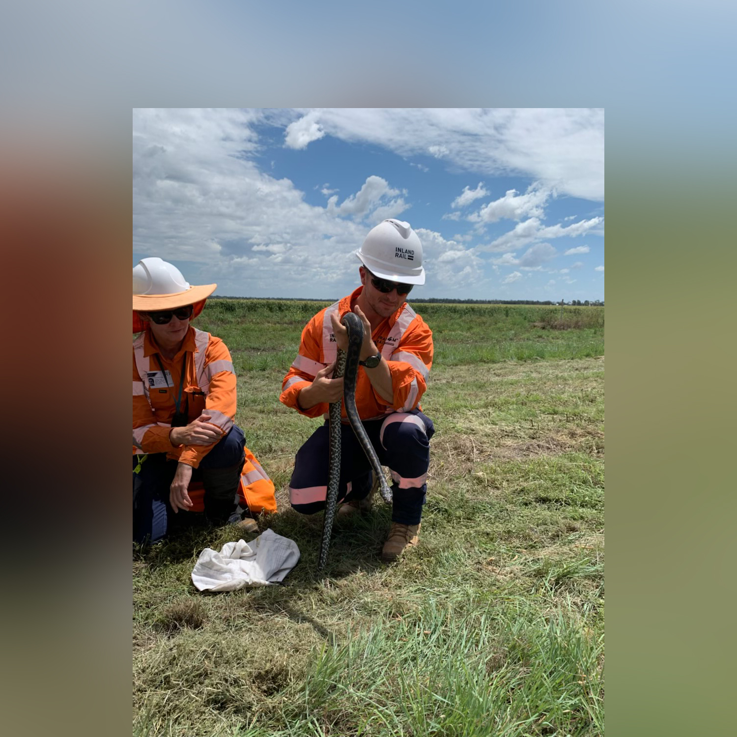 ARTC Inland Rail workers handling a snake as part of environmental monitoring works