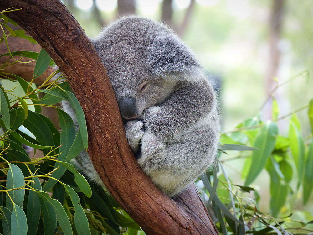 Image of a koala sleeping in a tree