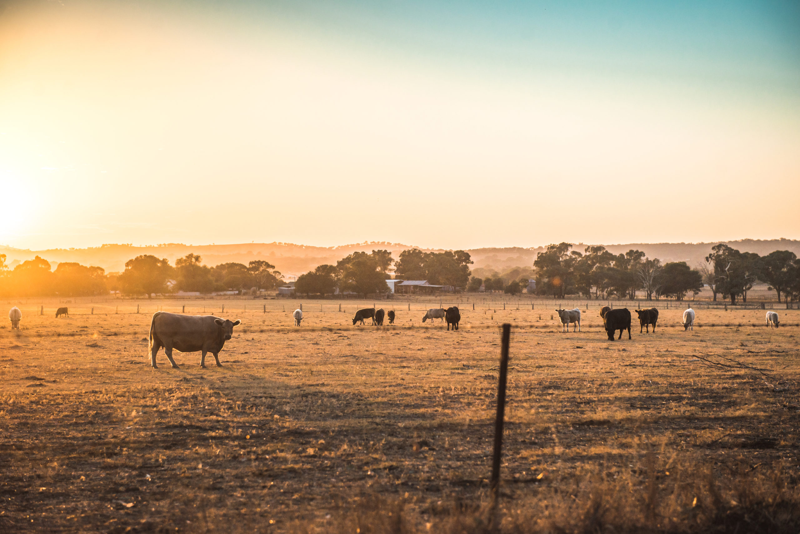 Cattle in paddock at sunset near Cootamundra, NSW