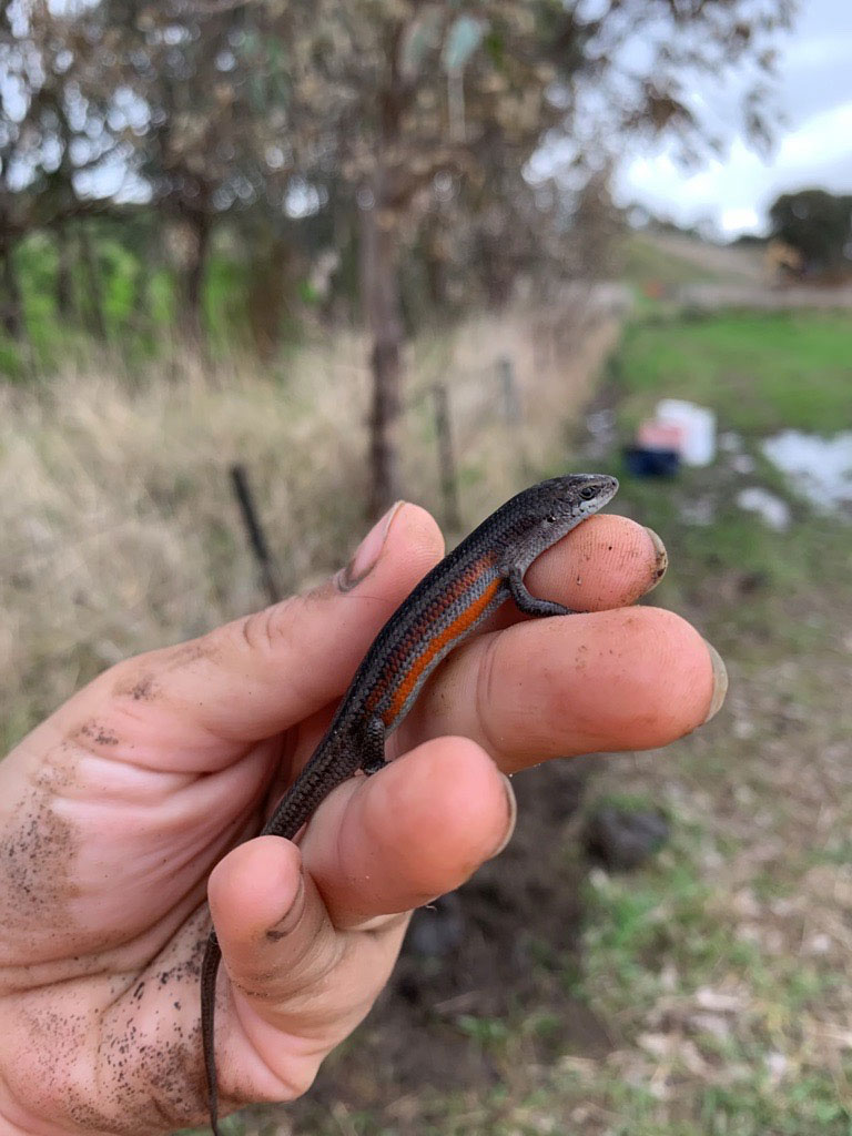 Relocating a rainbow skink. We take our environmental responsibilities seriously