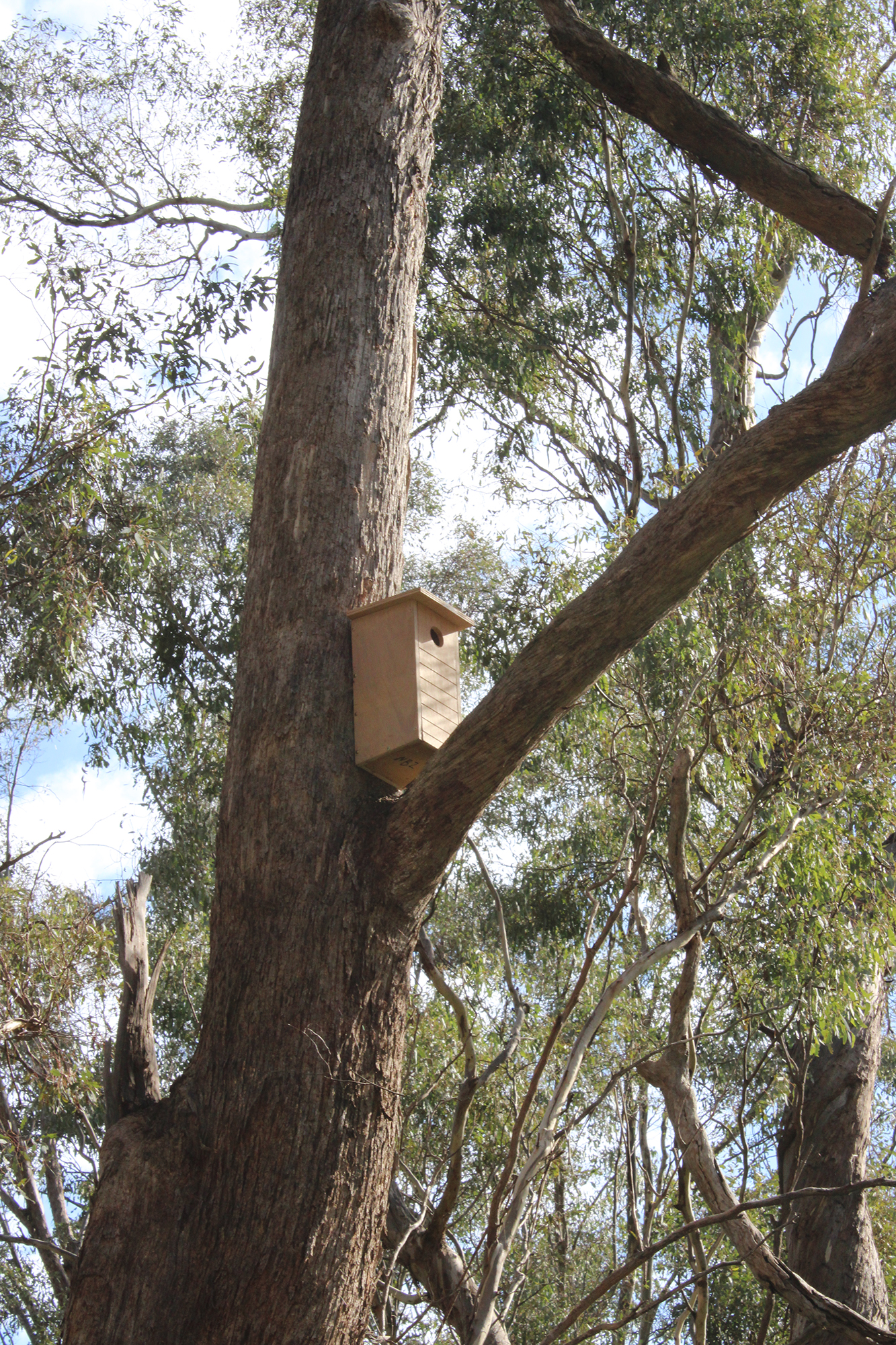 Nesting boxes built by the Wangaratta Men’s Shed have been installed nearby our work site in Seymour
