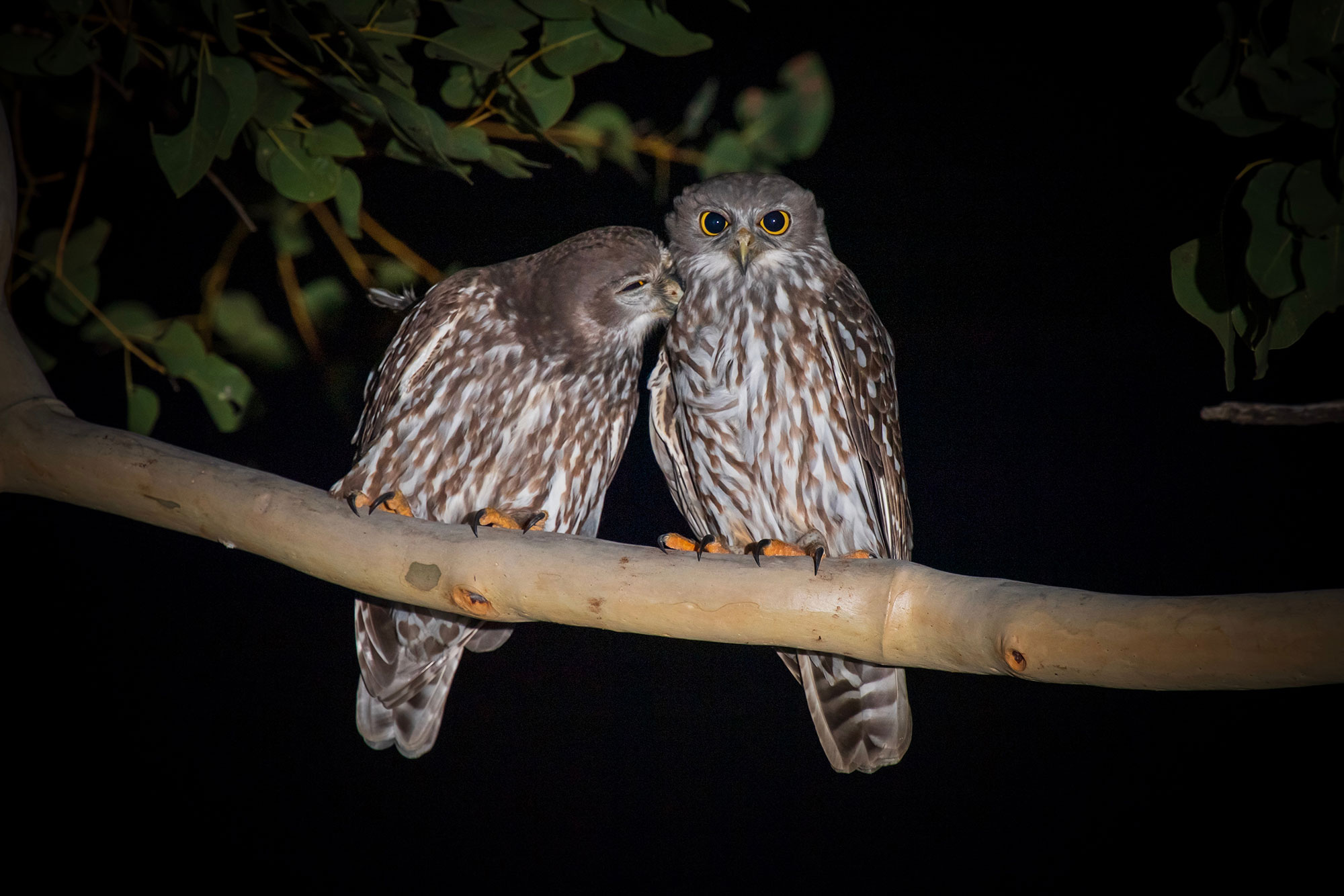 Pair of barking owls sitting on a tree branch
