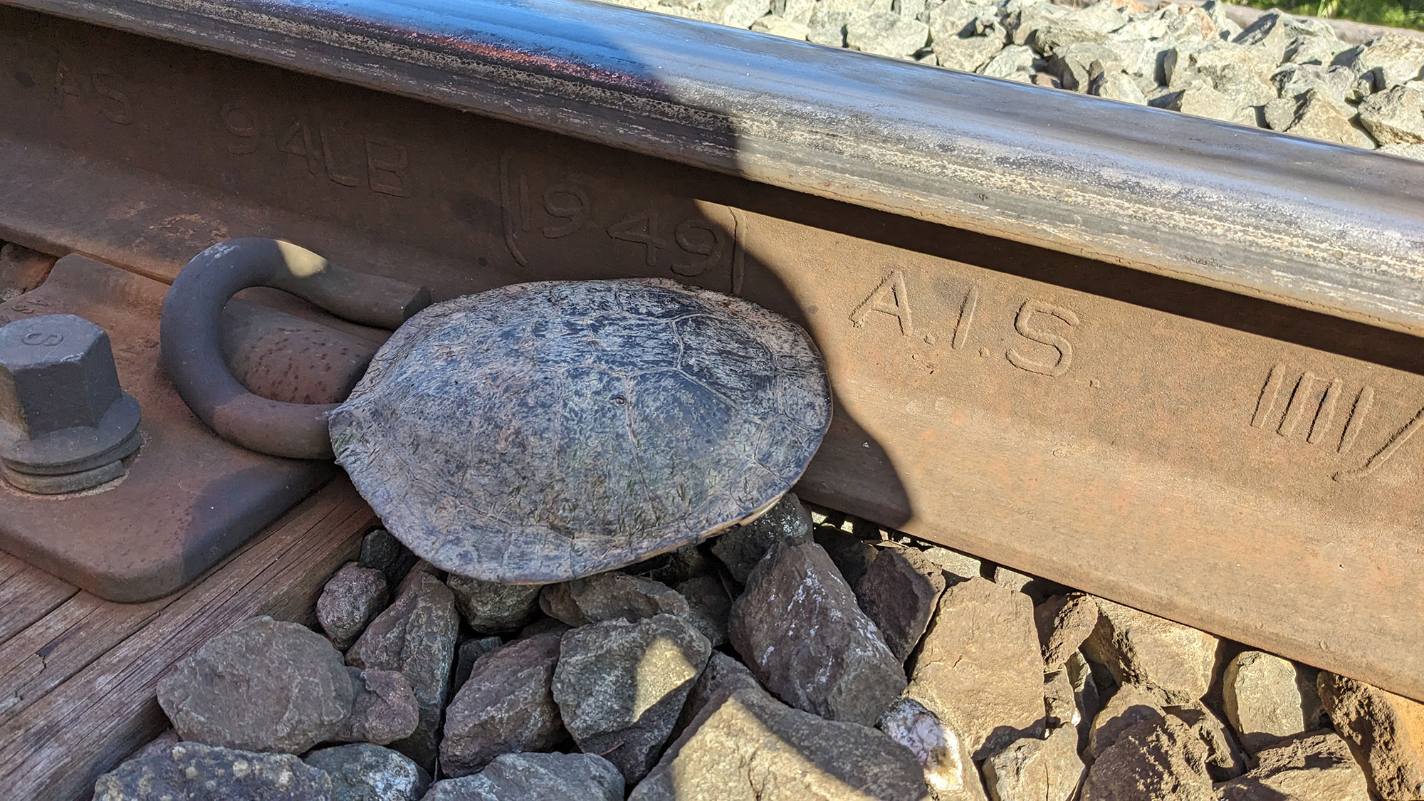 Image of a turtle located on the rail corridor at Seymour